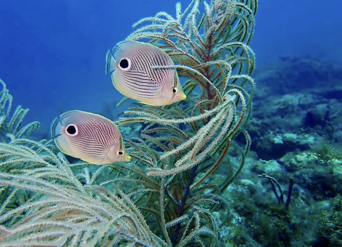 Butterfly fish seen while reef diving in Fort Lauderdale